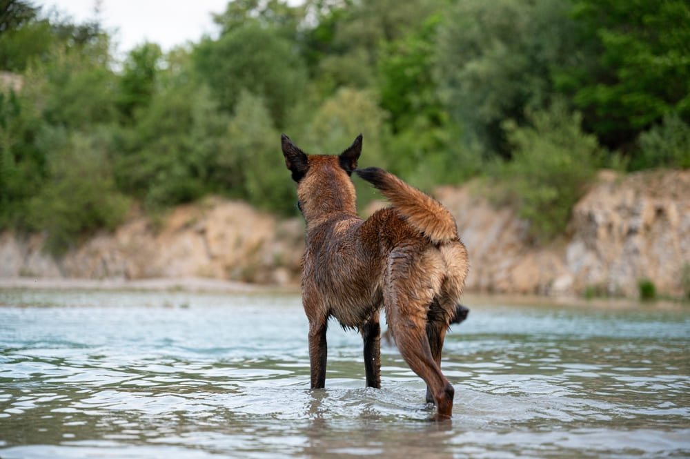 Бельгийская овчарка нуждается в дрессировке