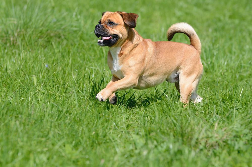 порода пагль не признана ни одной кинологической организацией