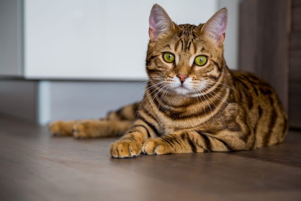 У бенгальской кошки может возникать болезнь, связанная с суставами
