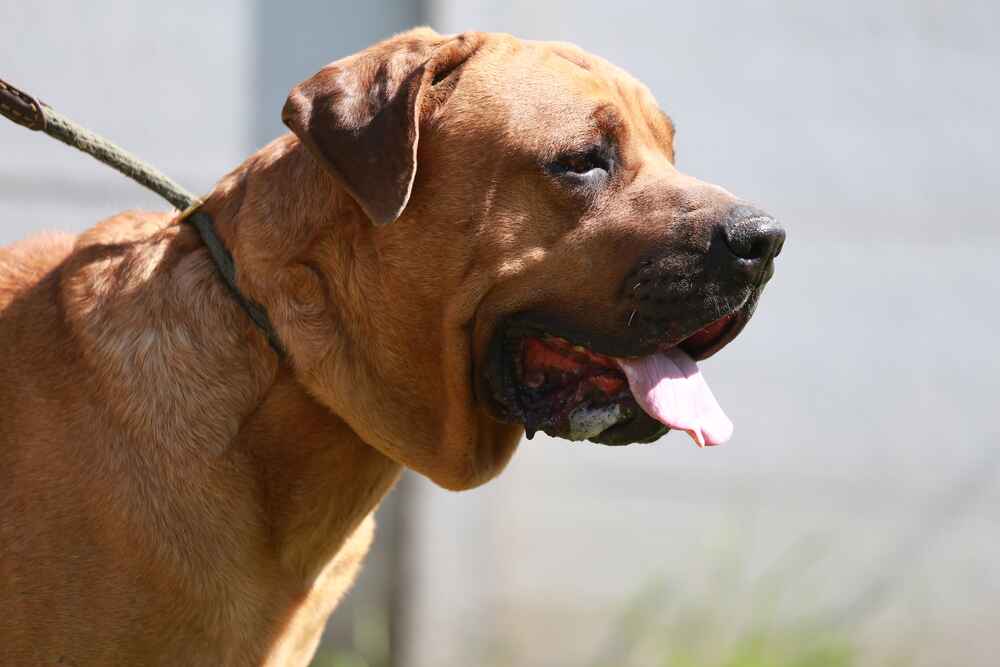 Тоса-ину на прогулке