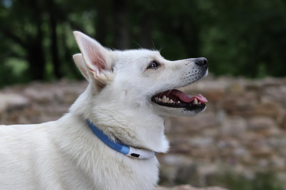 характер норвежского бухунда