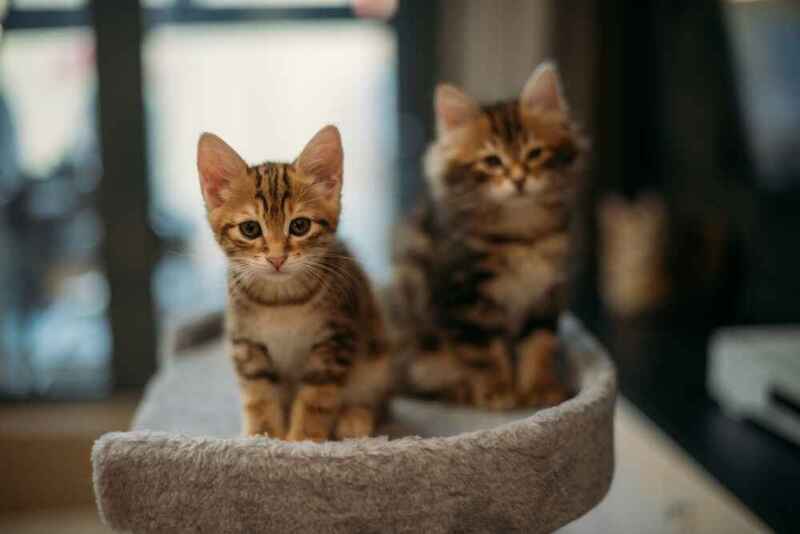 Вес курильского бобтейла зависит от нескольких факторов