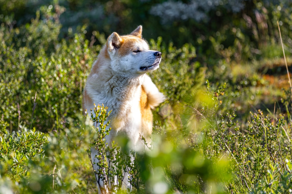 Вязку акита-ину проводят с определенного возраста