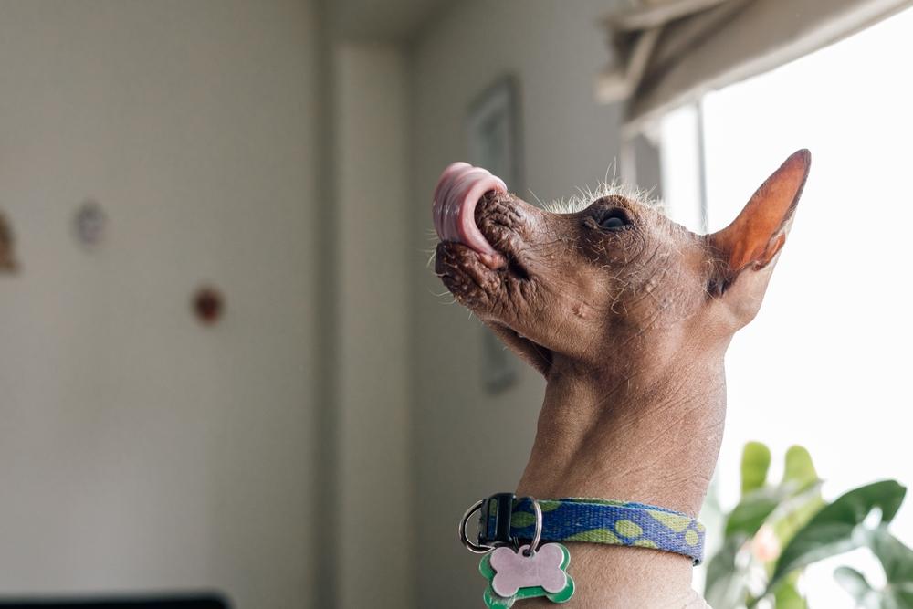 Особенности кормления перуанской голой собаки