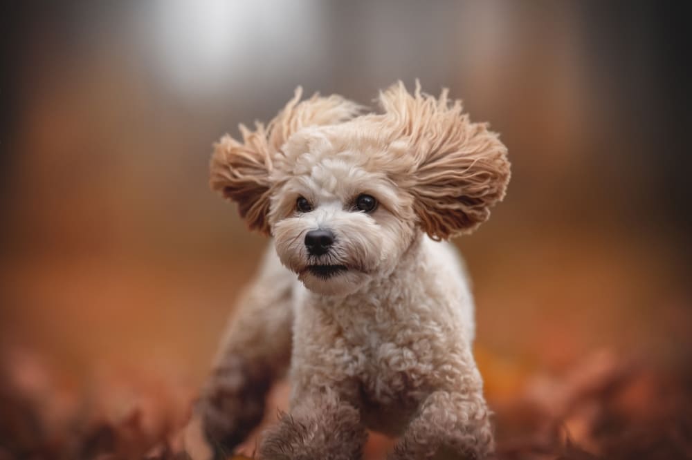 Важно знать, сколько длится беременность у мальтипу и какой уход ей нужен