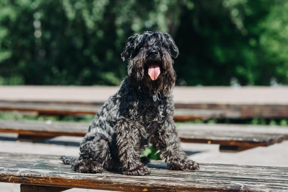 Во время течки цвергшнауцеру нужен уход