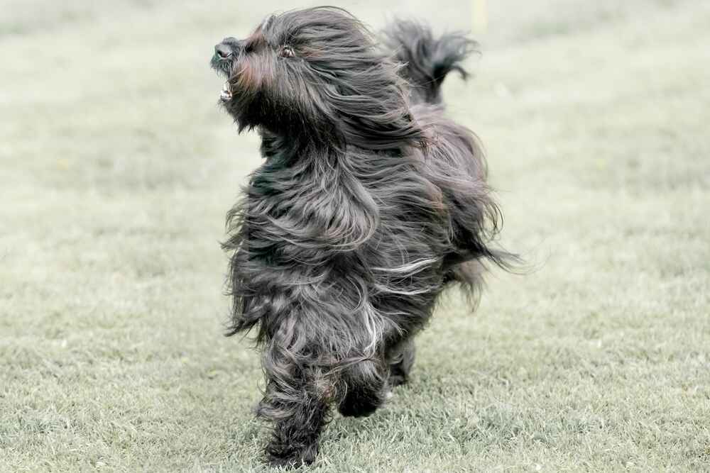 Какие болезни характерны для бриаров?