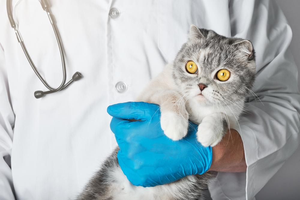 лечение остеохондродисплазии у шотландских вислоухих лечение остеохондродисплазии у шотландских вислоухих