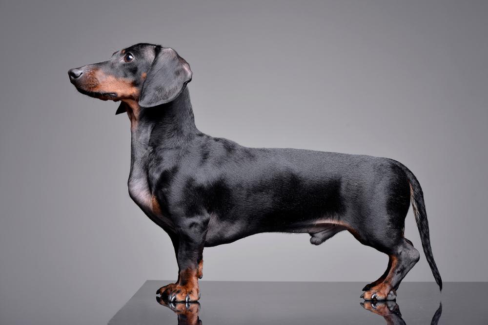 Уход за шерстью таксы