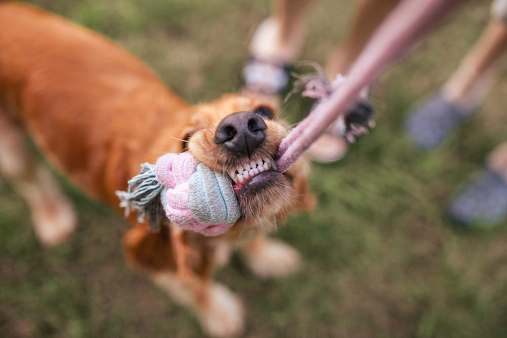 То, сколько прожил английский кокер-спаниель, можно сравнить с человеческим возрастом