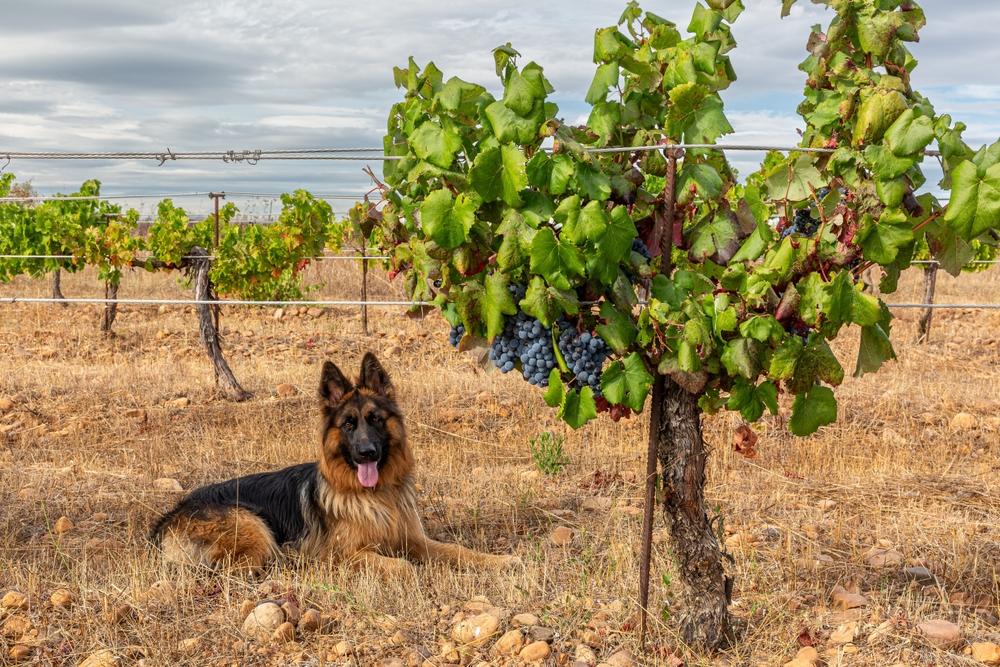 Не злая, а добрая овчарка