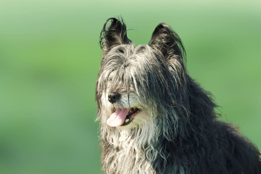 Скайтерьеры нуждаются в обработках