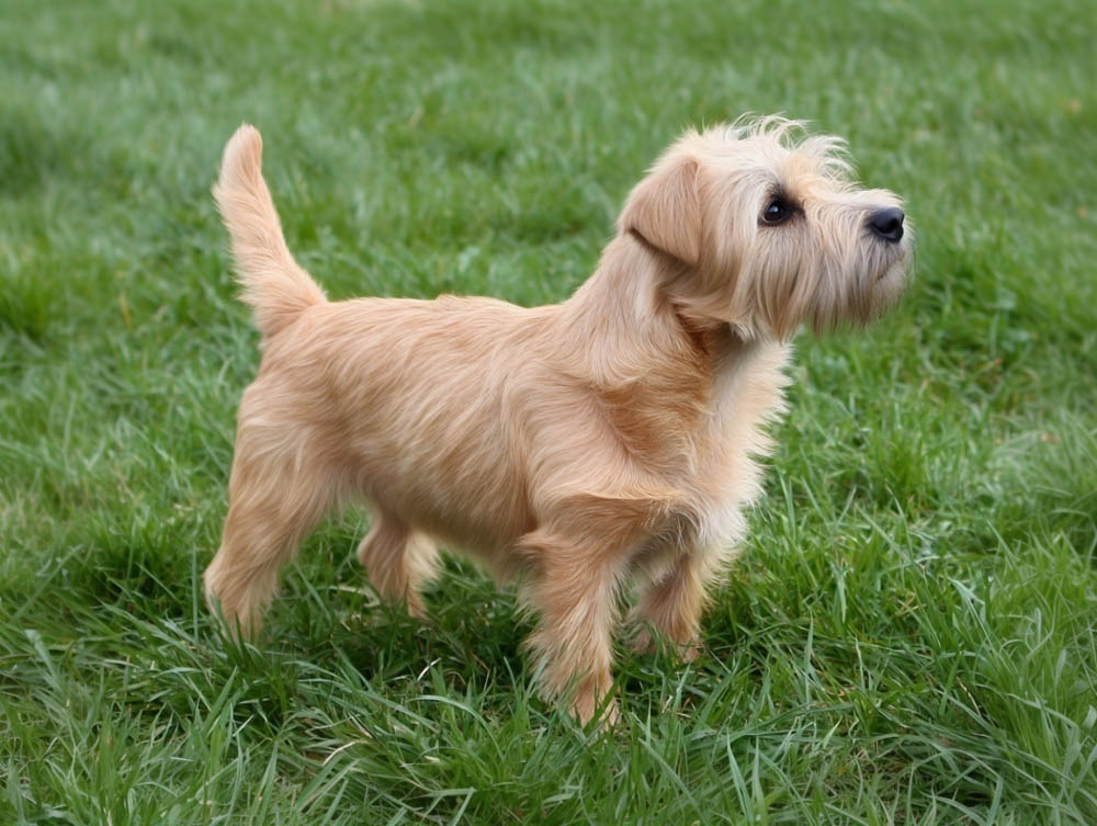 Глен оф Имаал терьер недоверчив к чужакам