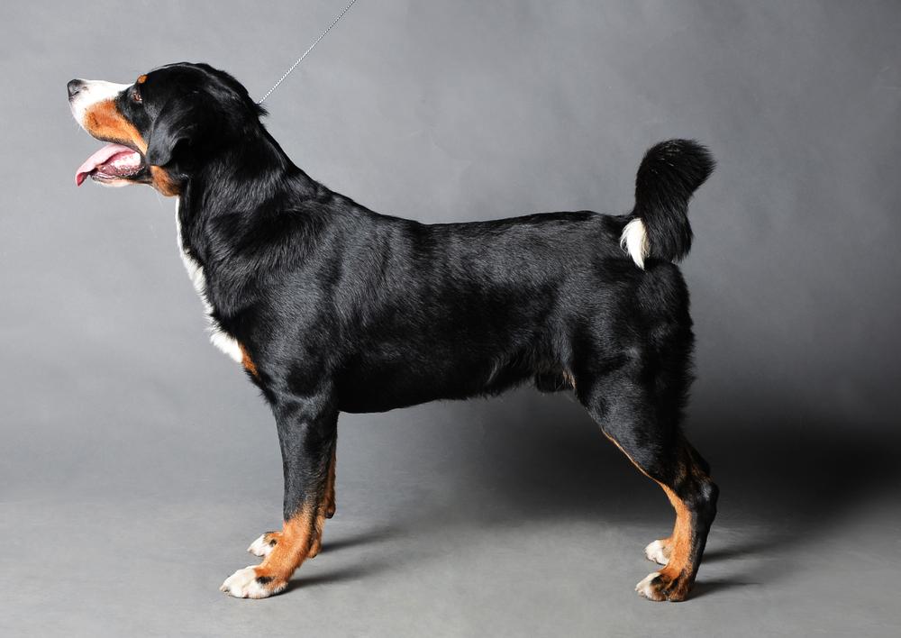 Внешность аппенцеллер зенненхунда