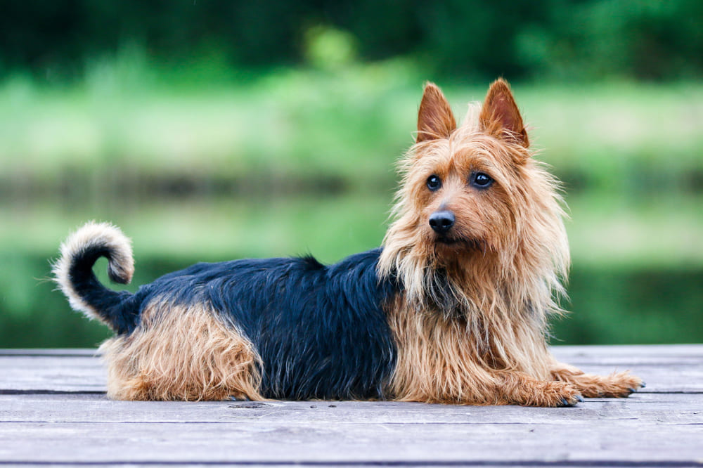 Австралийские терьеры ходят беременными около 60 дней