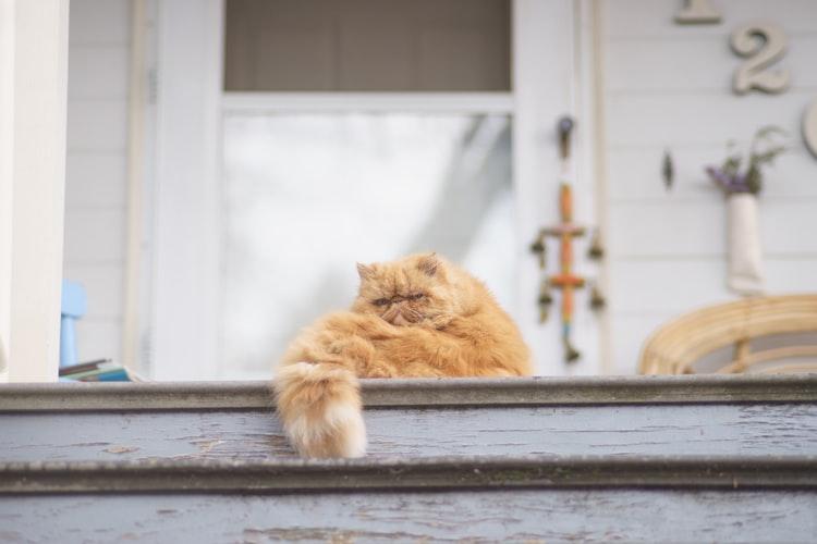 Характер персидской кошки 