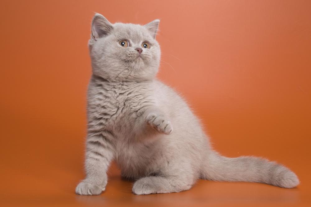 Стоит ли брать котенка-метиса? Стоит ли брать котенка-метиса?