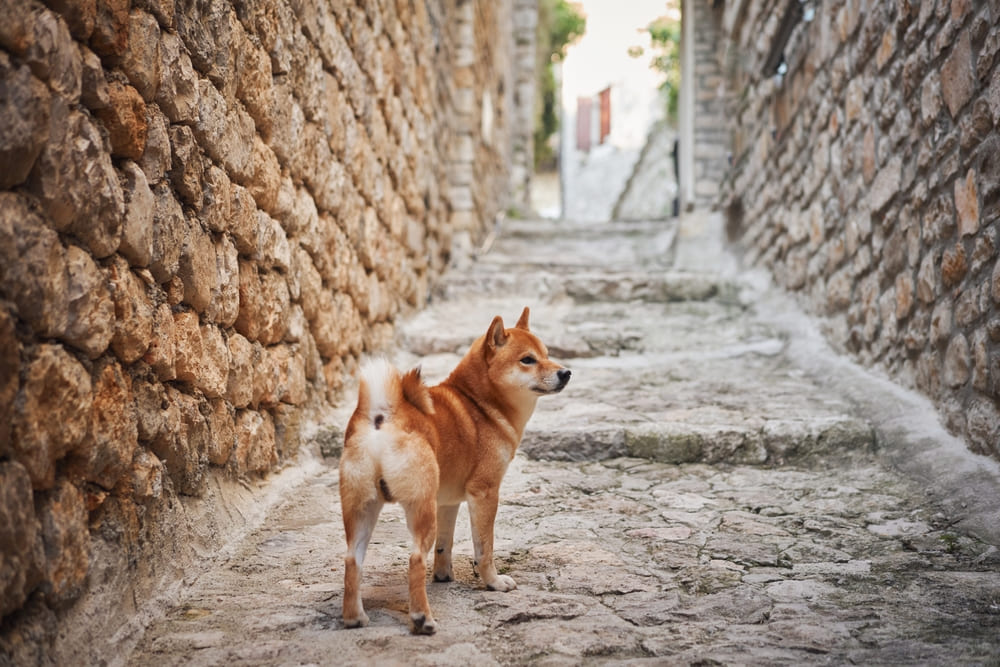 У сиба-ину встречаются болезни почек