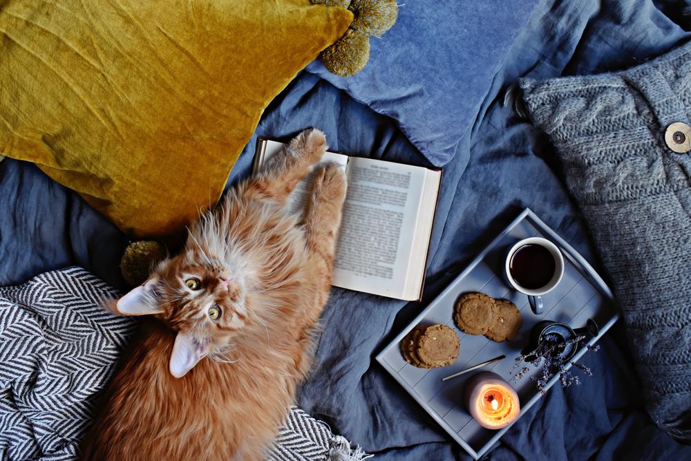 Забавные английские клички для кошек Забавные английские клички для кошек