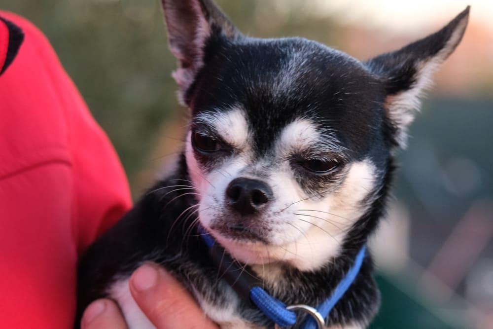У чихуахуа диагностируют болезни сердца