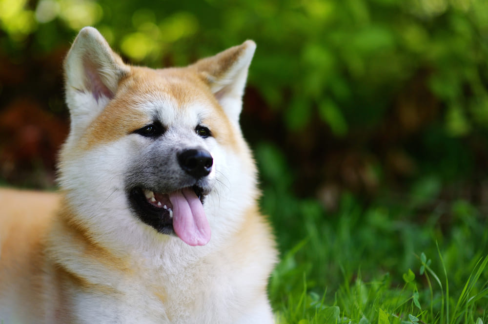 Питание влияет на то, сколько весит акита-ину