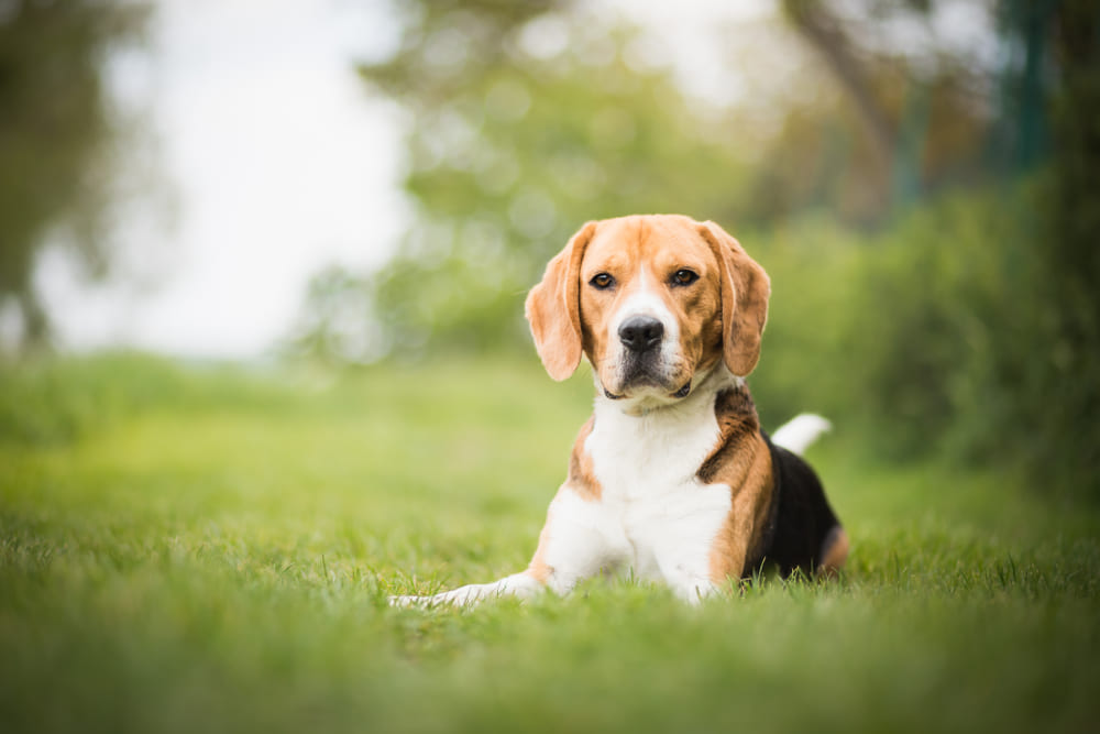 Владельцу важно контролировать, когда начинается течка у бигля