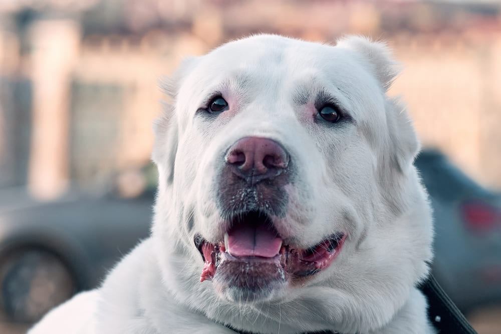 Владельцу важно знать, сколько длится беременность у алабая