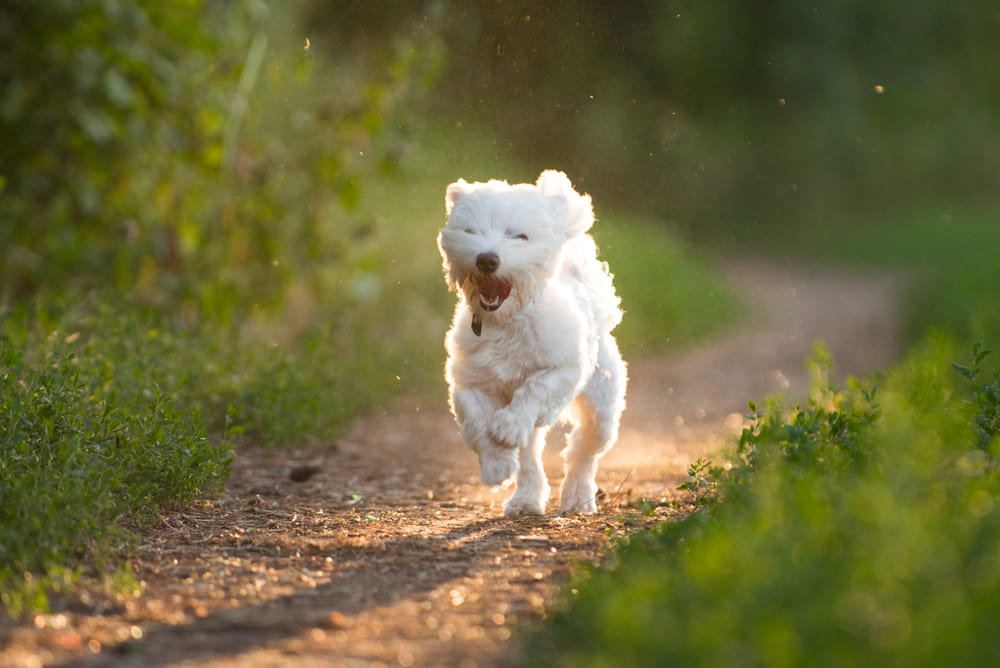 Человеку важно знать, сколько длится беременность у мальтийской болонки