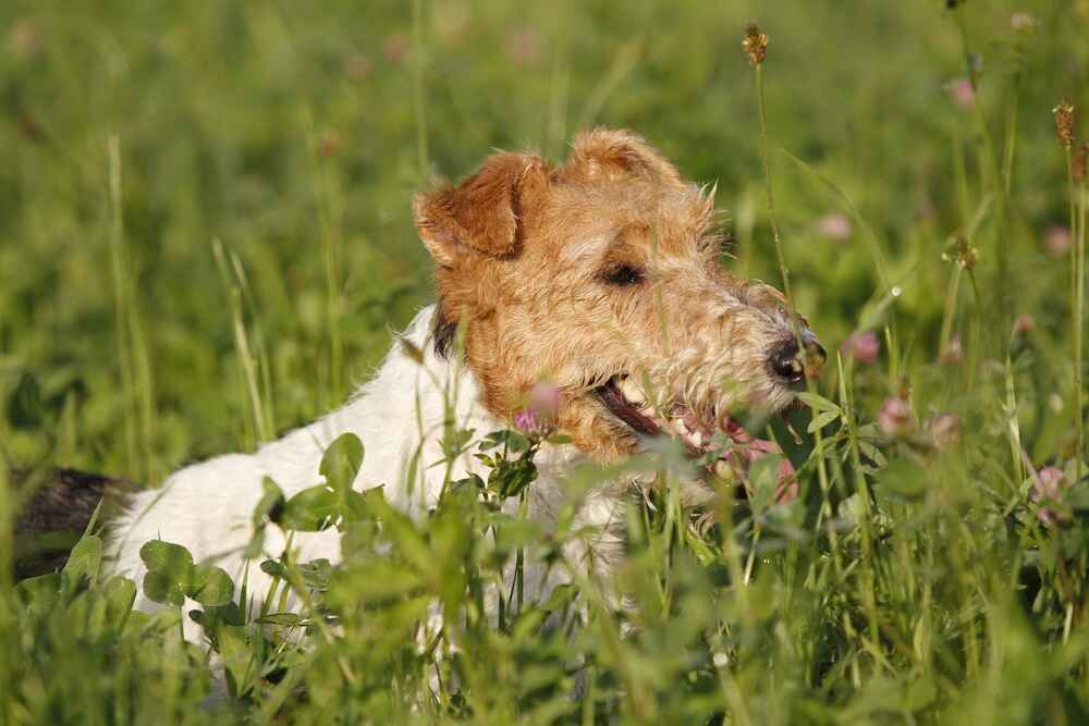 Питание может влиять на то, сколько проживет фокстерьер