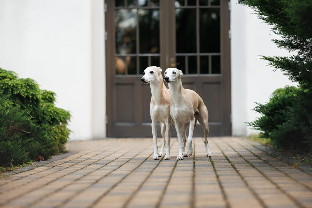 Болезни влияют на то, сколько проживет уиппет