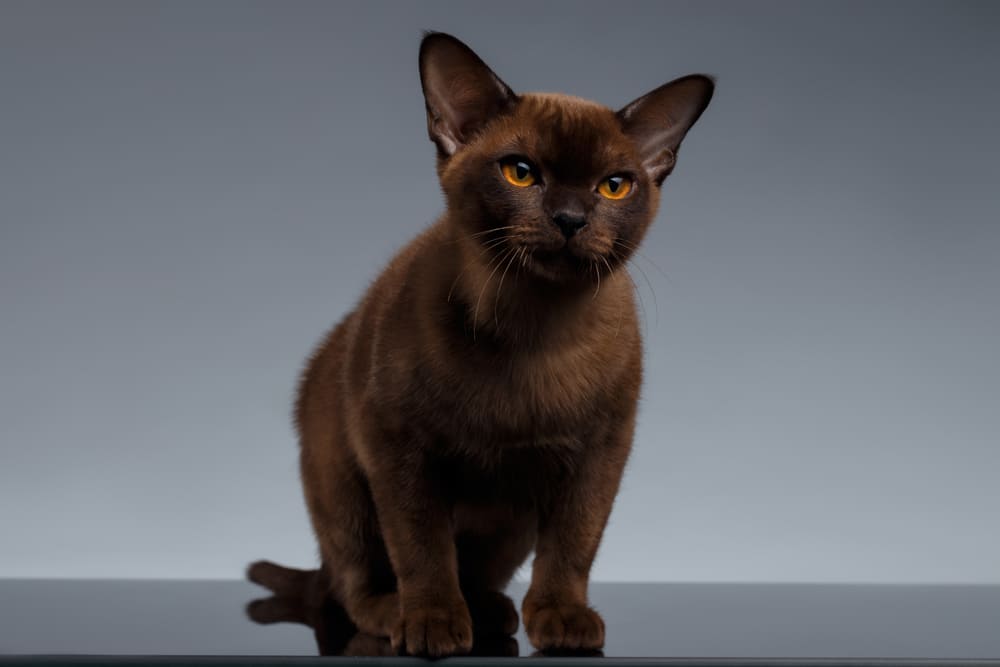 Недостаток общения с владельцем влияет на то, сколько живет бурманская кошка