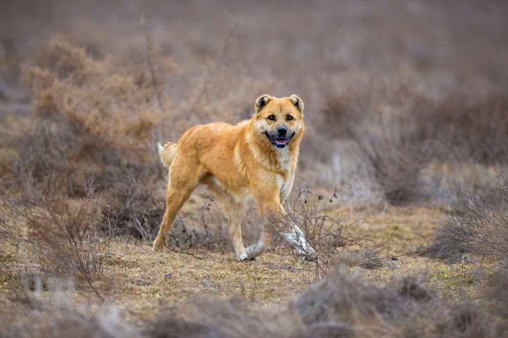 Вес алабая растет по месяцам