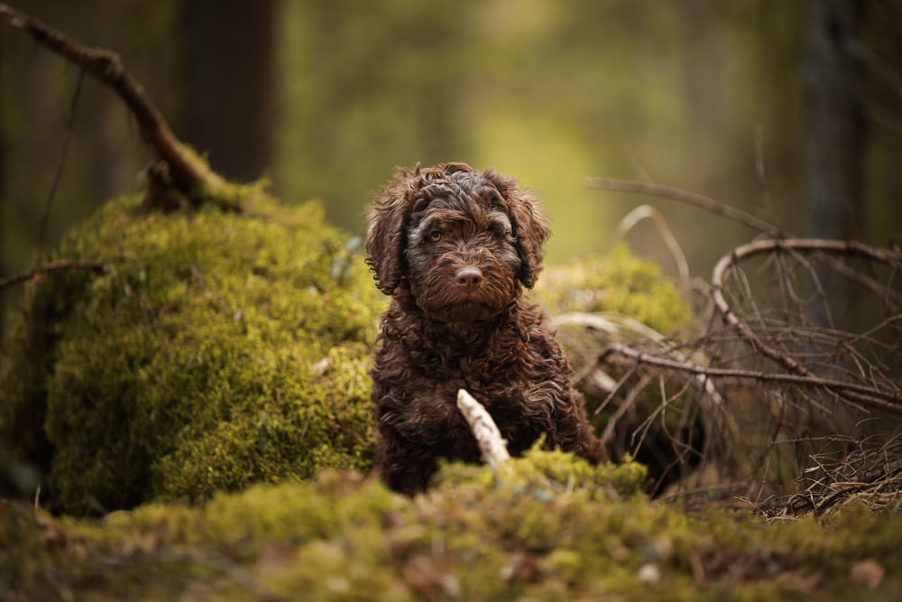 Испанская водяная собака нуждается в социализации