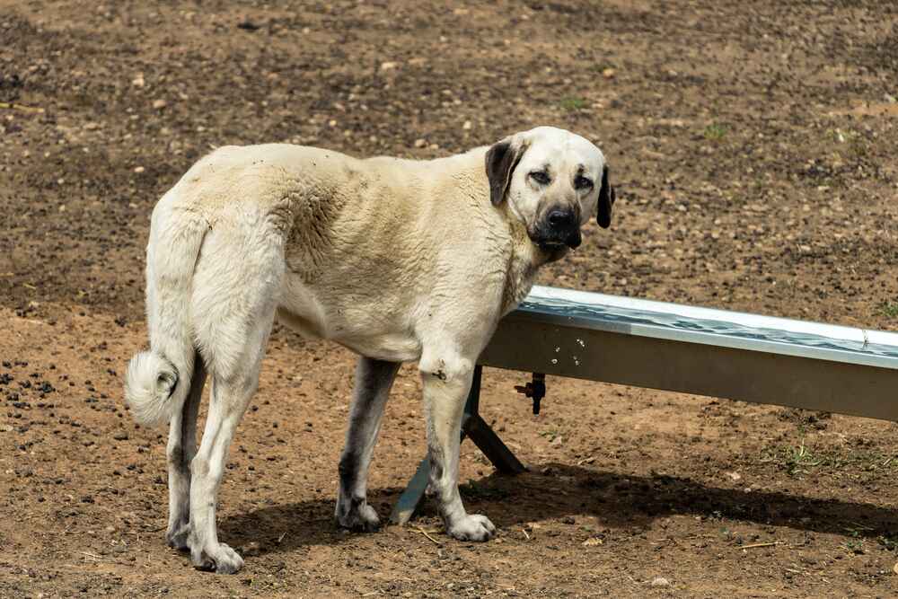Турецкие собаки отличаются крепким здоровьем
