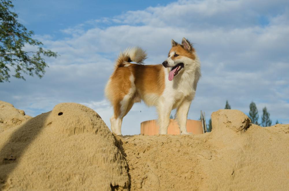 История происхождения тайского бангку