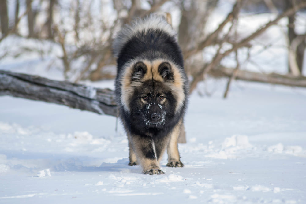 Евразиеров можно кастрировать