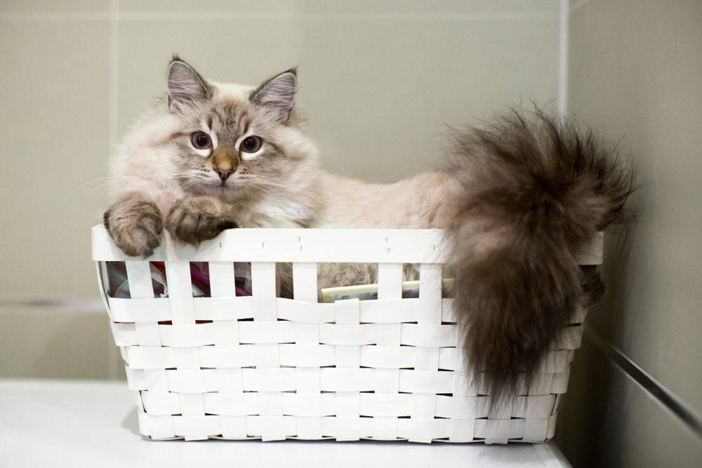 Характер невской маскарадной 