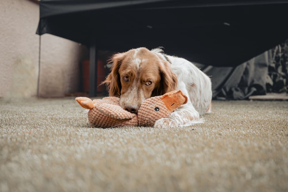 Первая течка у спаниеля может длиться меньше, чем обычно