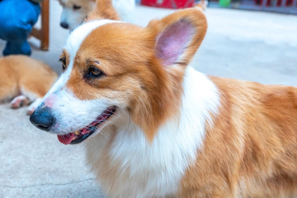 Воспитание корги флаффи