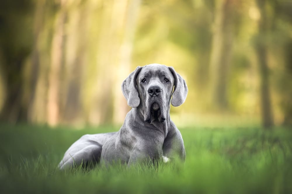 Какой характер у немецкого дога?