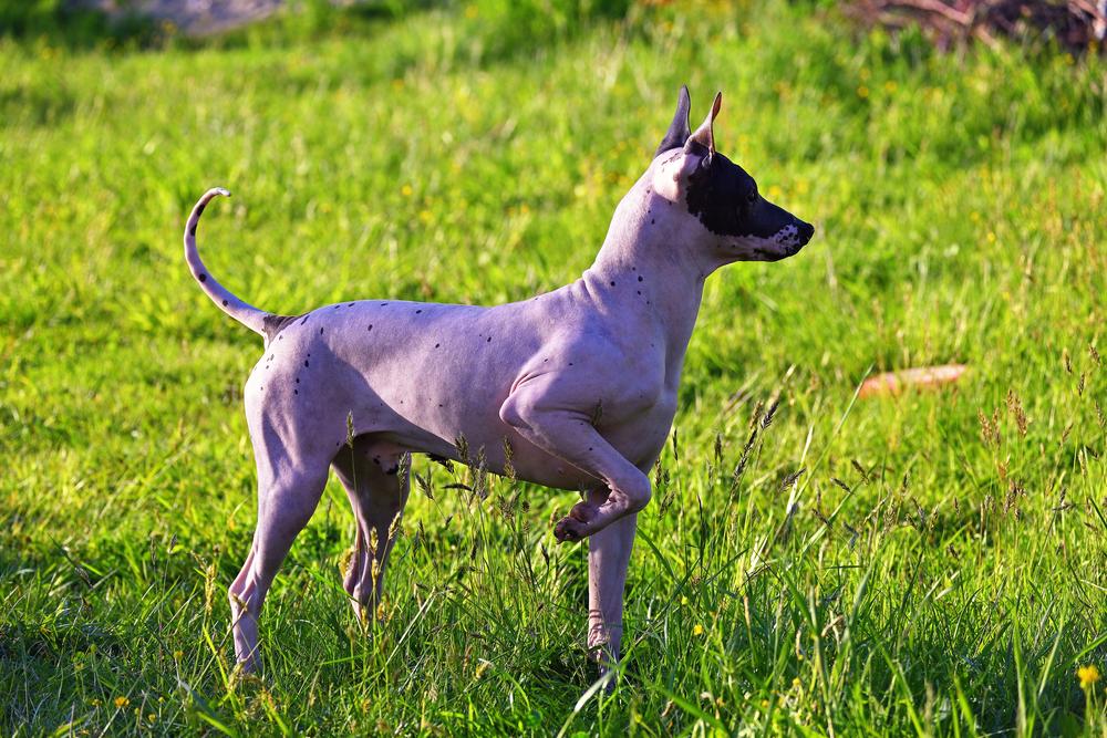 История происхождения американского голого терьера