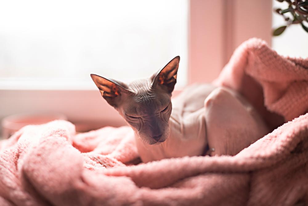 Уход за петерболдом