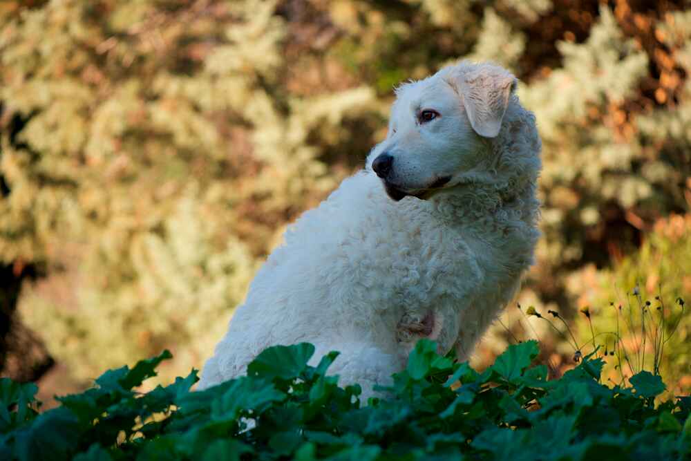 Кувас нуждается в уходе за когтями