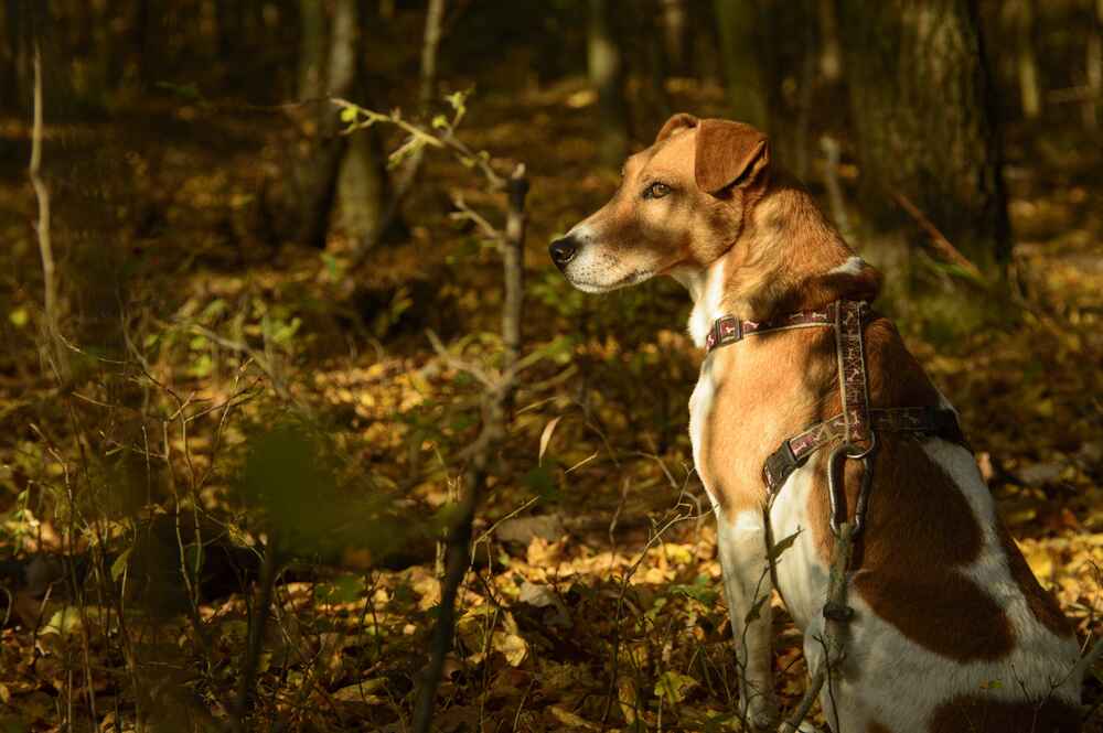 Владелец в силах повлиять на то, сколько живет фокстерьер