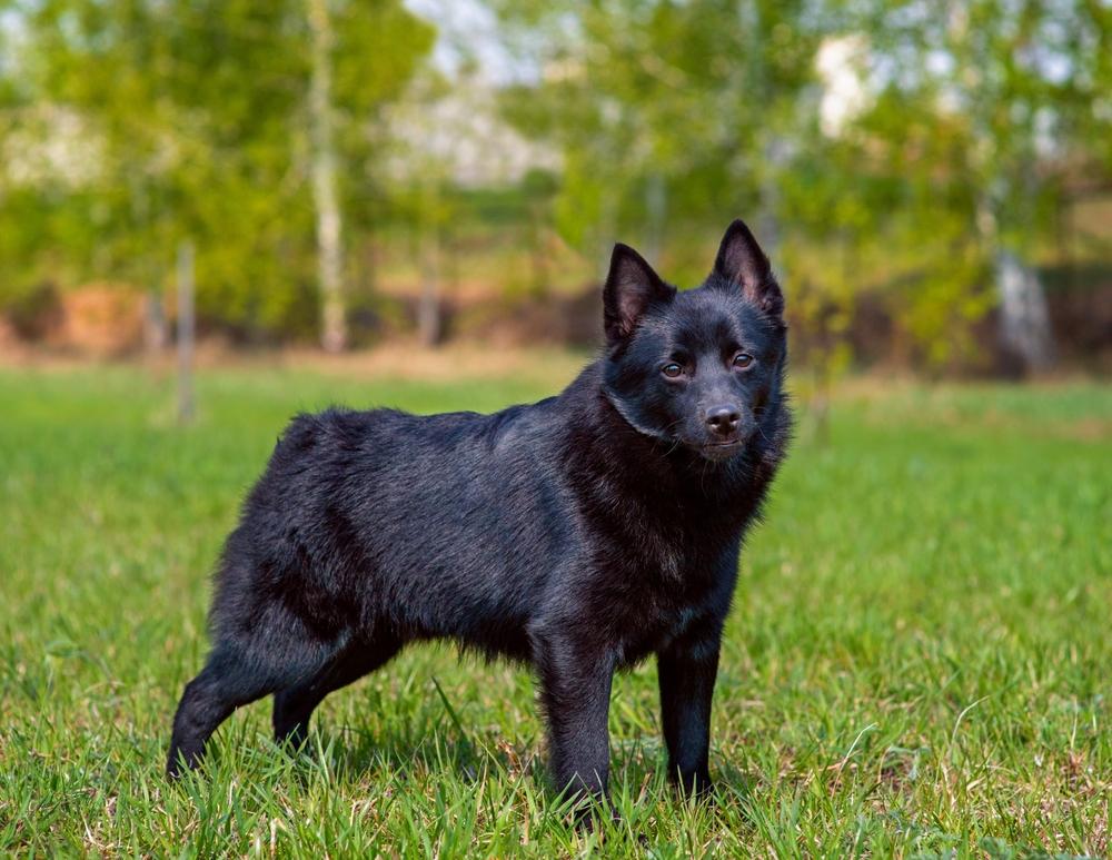 Черная ушастая собака порода