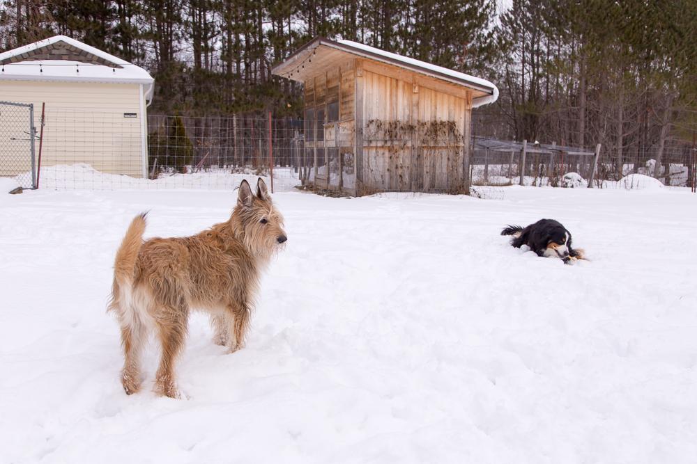 Содержание пикардийской овчарки