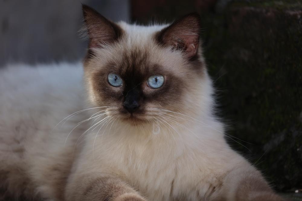 Особенности здоровья кошек-метисов Особенности здоровья кошек-метисов