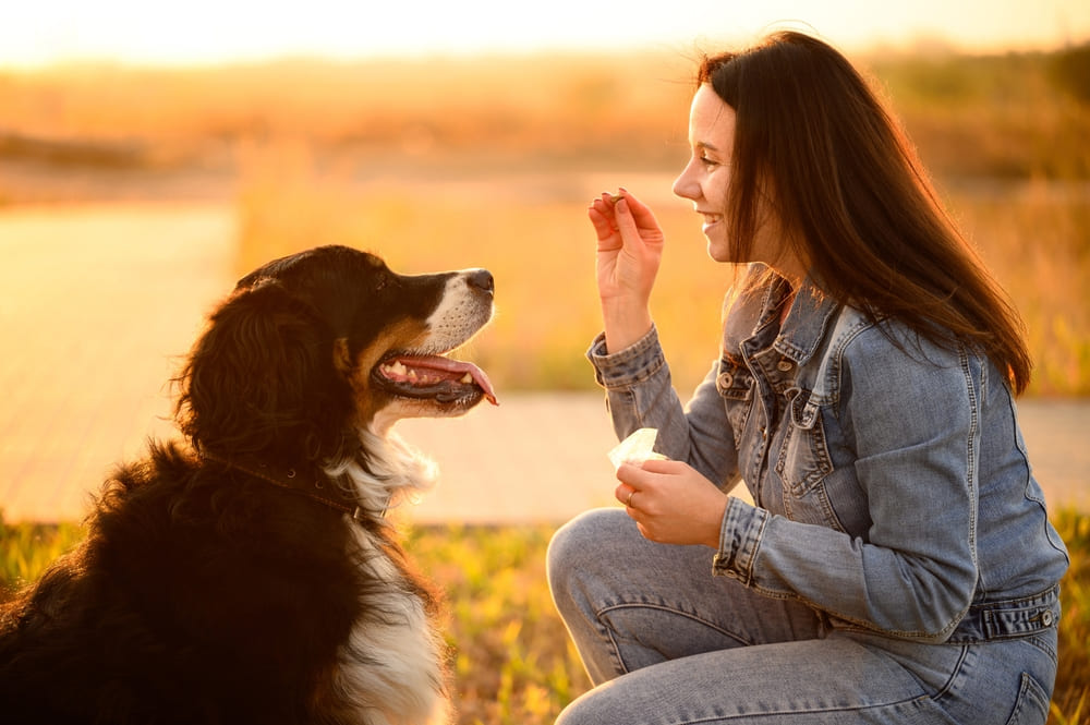 Наличие заболеваний может влиять на то, сколько проживет бернский зенненхунд