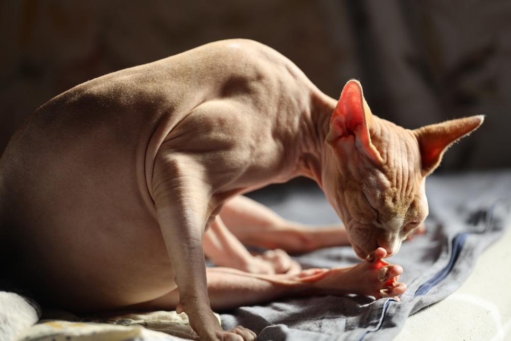 Зачем нужно купать сфинксов