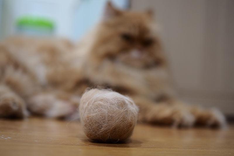 Опасность комков шерсти в желудке кошки